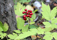 Actaea erythrocarpa
