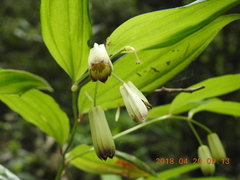 Disporum kawakamii