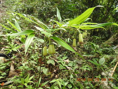 Disporum kawakamii