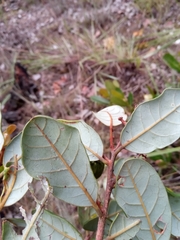 Cryptocarya crassifolia image