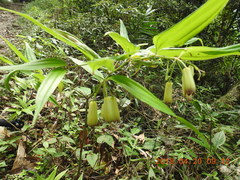 Disporum kawakamii