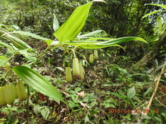 Disporum kawakamii