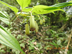 Disporum kawakamii