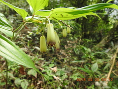 Disporum kawakamii