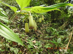 Disporum kawakamii