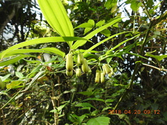 Disporum kawakamii