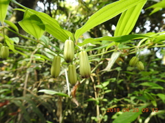 Disporum kawakamii
