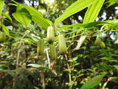 Disporum kawakamii