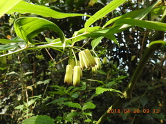 Disporum kawakamii