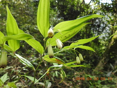 Disporum kawakamii