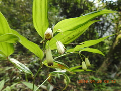 Disporum kawakamii