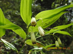 Disporum kawakamii