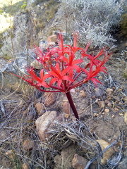 Brunsvigia marginata