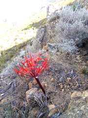 Brunsvigia marginata