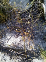 Prismatocarpus brevilobus