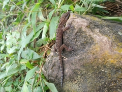 Cyrtodactylus marmoratus