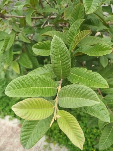 Psidium guajava - Leaves