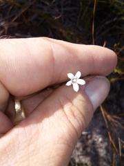 Prismatocarpus brevilobus
