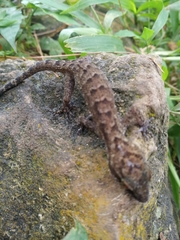 Cyrtodactylus marmoratus