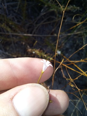 Prismatocarpus brevilobus