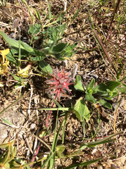 Trifolium stellatum