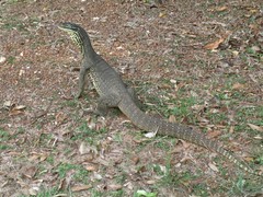 Varanus panoptes