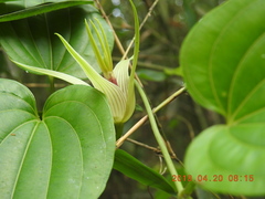 Stemona tuberosa