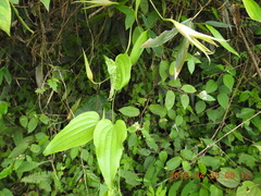 Stemona tuberosa