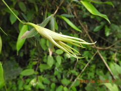 Stemona tuberosa