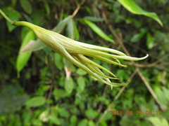 Stemona tuberosa