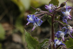 Trachystemon orientalis