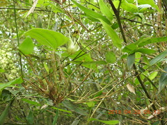 Stemona tuberosa