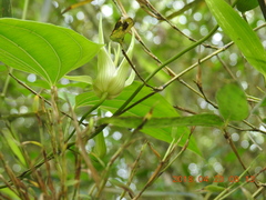 Stemona tuberosa