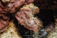 Pyuridae