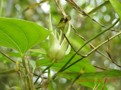Stemona tuberosa