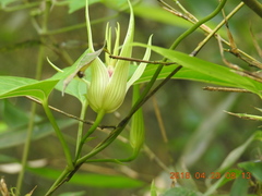 Stemona tuberosa