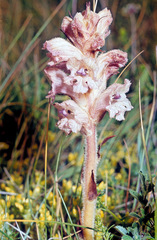 Orobanche caryophyllacea