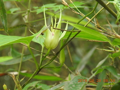 Stemona tuberosa
