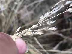 Poa colensoi