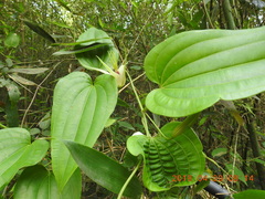 Stemona tuberosa