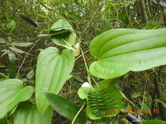 Stemona tuberosa