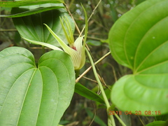 Stemona tuberosa
