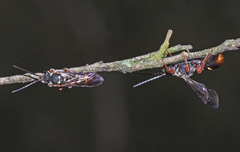 Lasioglossum peraustrale