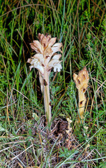 Orobanche caryophyllacea