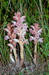 Orobanche caryophyllacea
