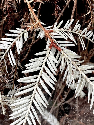 coast redwood (Sequoia sempervirens)