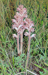 Orobanche caryophyllacea