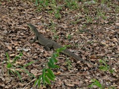 Varanus panoptes