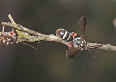 Lasioglossum peraustrale