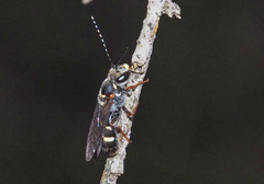 Lasioglossum peraustrale